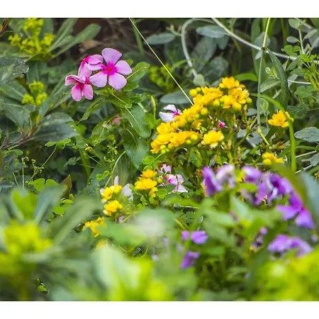Garden *